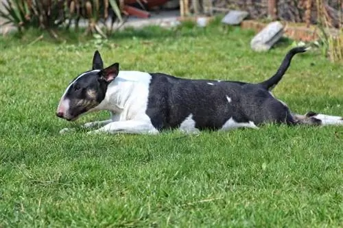 Bull terrier die op gras ligt