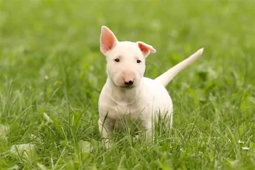 witte bull terrier-puppy