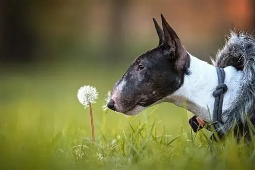 bull terrier die aan een paardebloem snuift