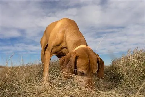 açık havada çimenlerin arasında yeri koklayan av köpeği