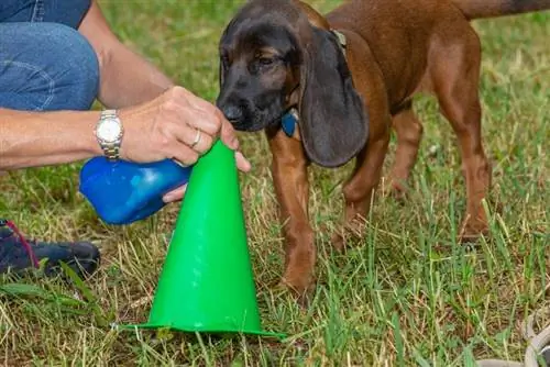 giovane cane segugio che fiuta