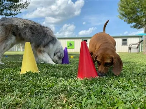 koku çalışması zihinsel uyarım oyunu oynayan iki köpek