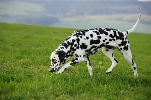 Um cachorro cheirando um cheiro