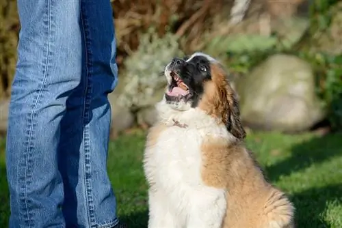 pemilik memberi makan anak anjing saint bernard