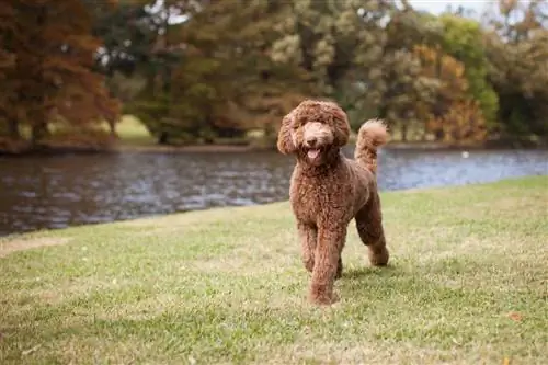 Chocolate Goldendoodle