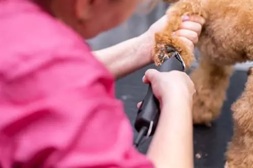 groomer, der klipper potehår af en krøllet puddelhund med en klipningstrimmer i plejesalon