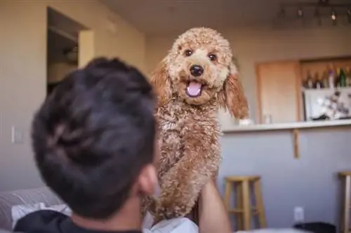 Goldendoodle Welpe aufgeregtes glückliches Gesicht mit dem Mann