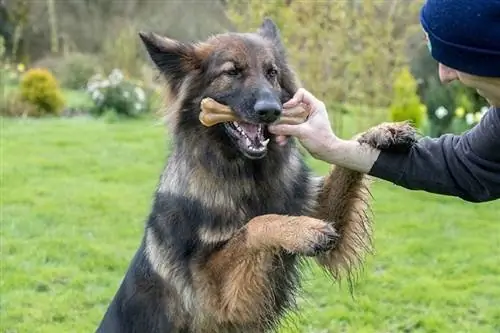 muž dává německému ovčákovi kostní pamlsek