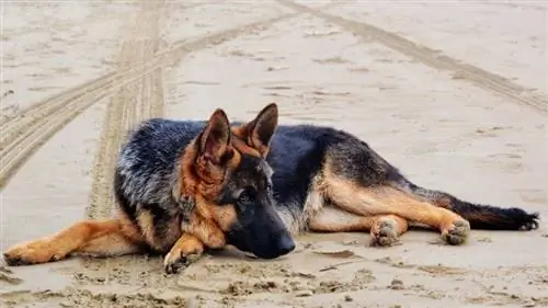 Trauriger deutscher Schäferhund, der auf Sand liegt