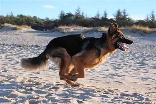 Deutscher Schäferhund läuft auf Sand