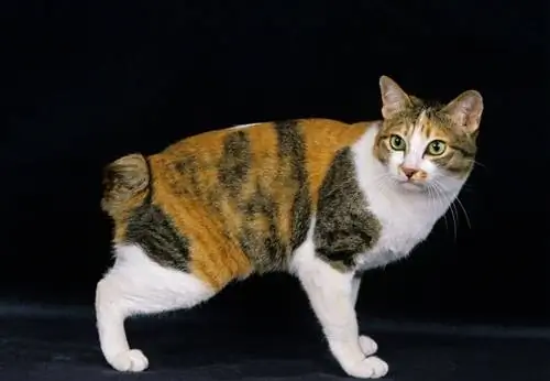 Jaapani bobtail kass