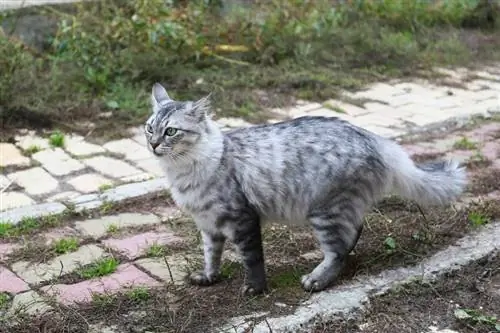 Gatto mau egiziano in giardino