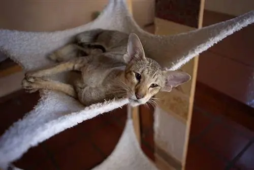 gatto orientale a pelo corto nel letto a baldacchino