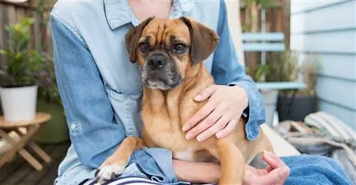 femme calmant un puggle