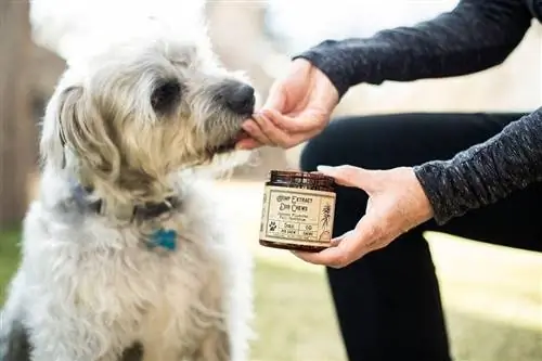 chien prenant des suppléments