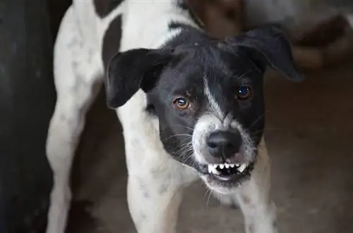 Chien en colère