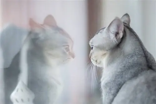 Chat gris regardant la réflexion dans le miroir