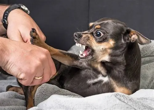 7 velprøvde måter å roe en aggressiv hund (med bilder)