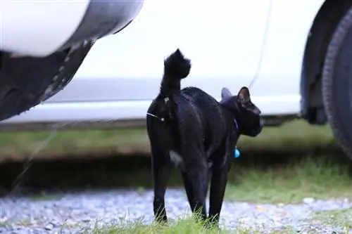 zwarte mannelijke kat die in de tuin sproeit