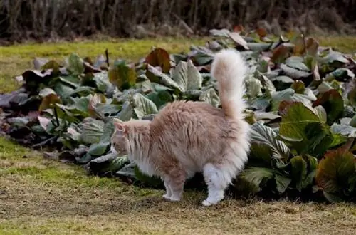 norsk skogkatt kissar i trädgården