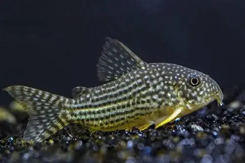 Corydoras harcsa