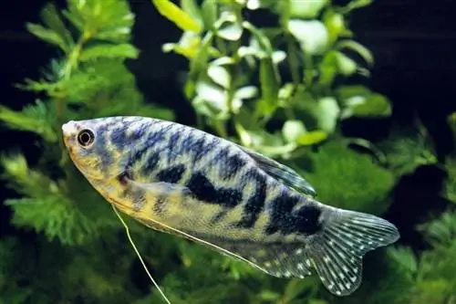 8 lieliski tanku palīgi gouramis (saderības rokasgrāmata 2023. gadam)