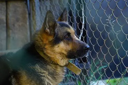 German shepherd saib sab nraum lub saw txuas laj kab