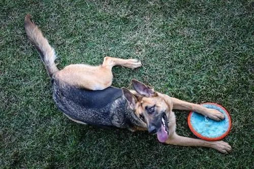 German shepherd ua si frisbee ntawm lub vaj