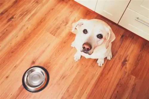 cachorro na frente da tigela vazia