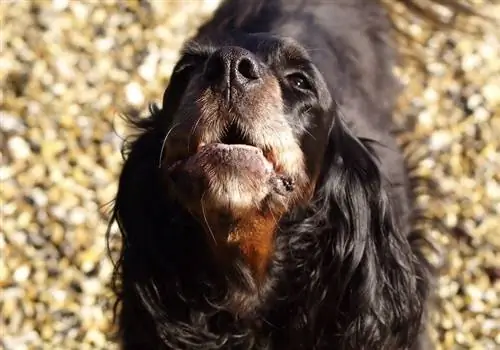 Aboiement de chien