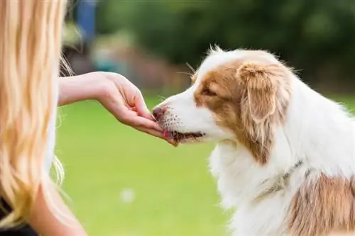 cão pastor australiano com guloseimas