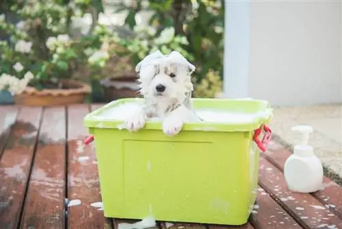 anjing putih mandi dengan sabun