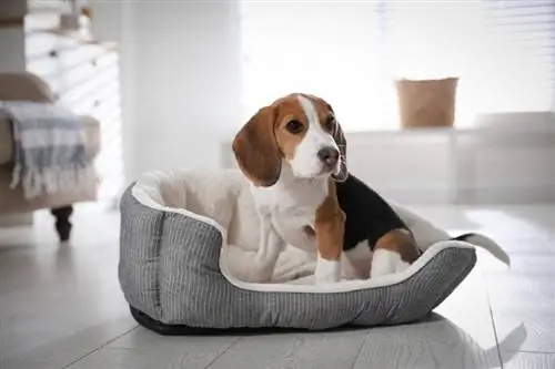 Beagle auf seinem Hundebett