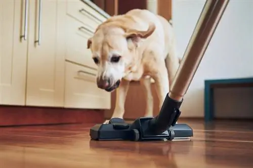 Pourquoi mon chien aboie-t-il à l'aspirateur ? 5 raisons & Comment l'arrêter