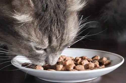 Kucing makan makanan kucing dengan sedikit air ditambahkan