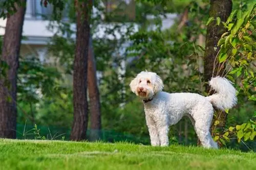 Bir köpek parkında duran Avustralya Labradoodle