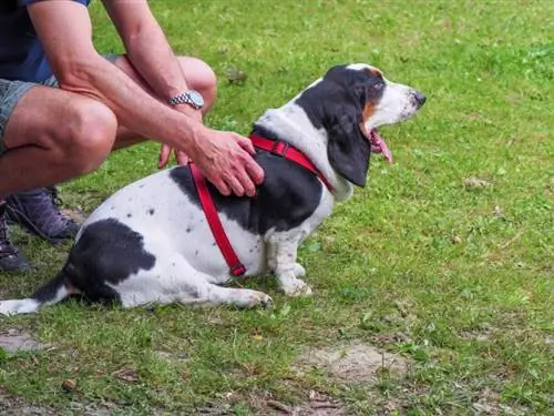 chủ nhân vuốt ve chú chó săn basset quyến rũ trong công viên