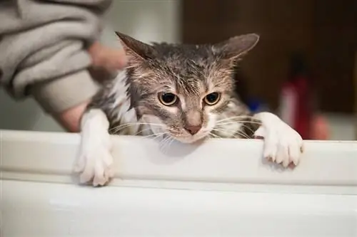 gato parecendo assustado e odiando a hora do banho