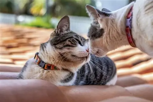 dois gatos wirehair americanos