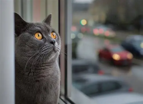 Graue Katze mit gelben Augen, die etwas aus dem Fenster schaut