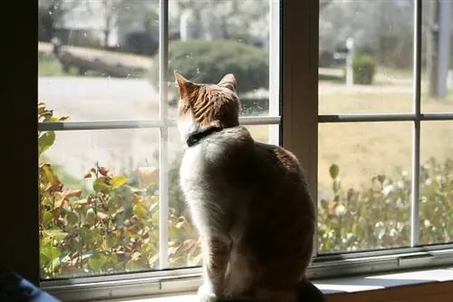 Katze schaut aus dem Fenster