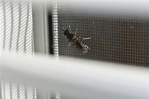 una mosca soldat negre a la pantalla de la finestra