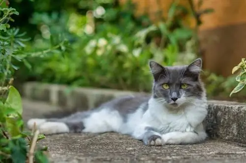 Азиатска полудългокосместа котка