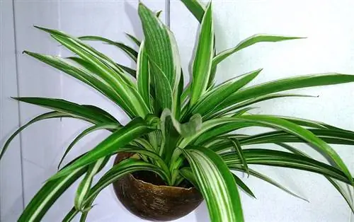 Паяк (Chlorophytum comosum)