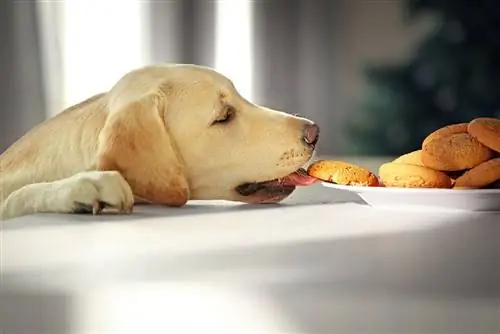 Mengapa Anjing Saya Tiba-tiba Mula Mencuri Makanan? 3 Sebab Kemungkinan