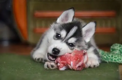 Anak anjing Siberian husky sedang makan daging_Tati argent_shutterstock