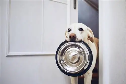 Ang gutom na aso na may malungkot na mga mata ay naghihintay para sa feeding_jaromir chalabala_shutterstock