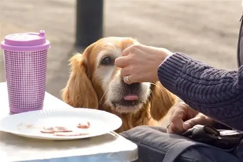 Golden retrieverhund som matas med baconbitar