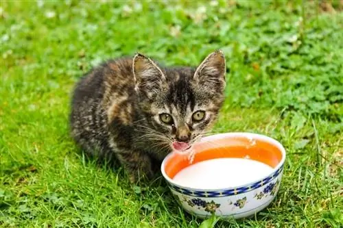 Anak kucing minum susu dari mangkuk