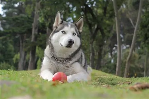 Husky sibérien